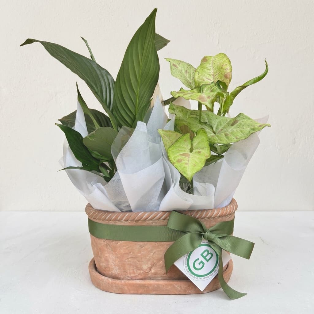 Chinon Terracotta Planter