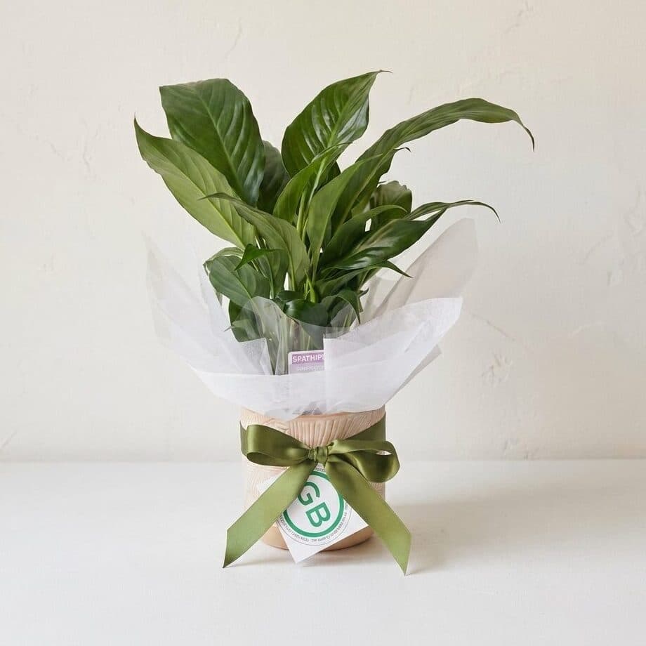 Peace Lily
