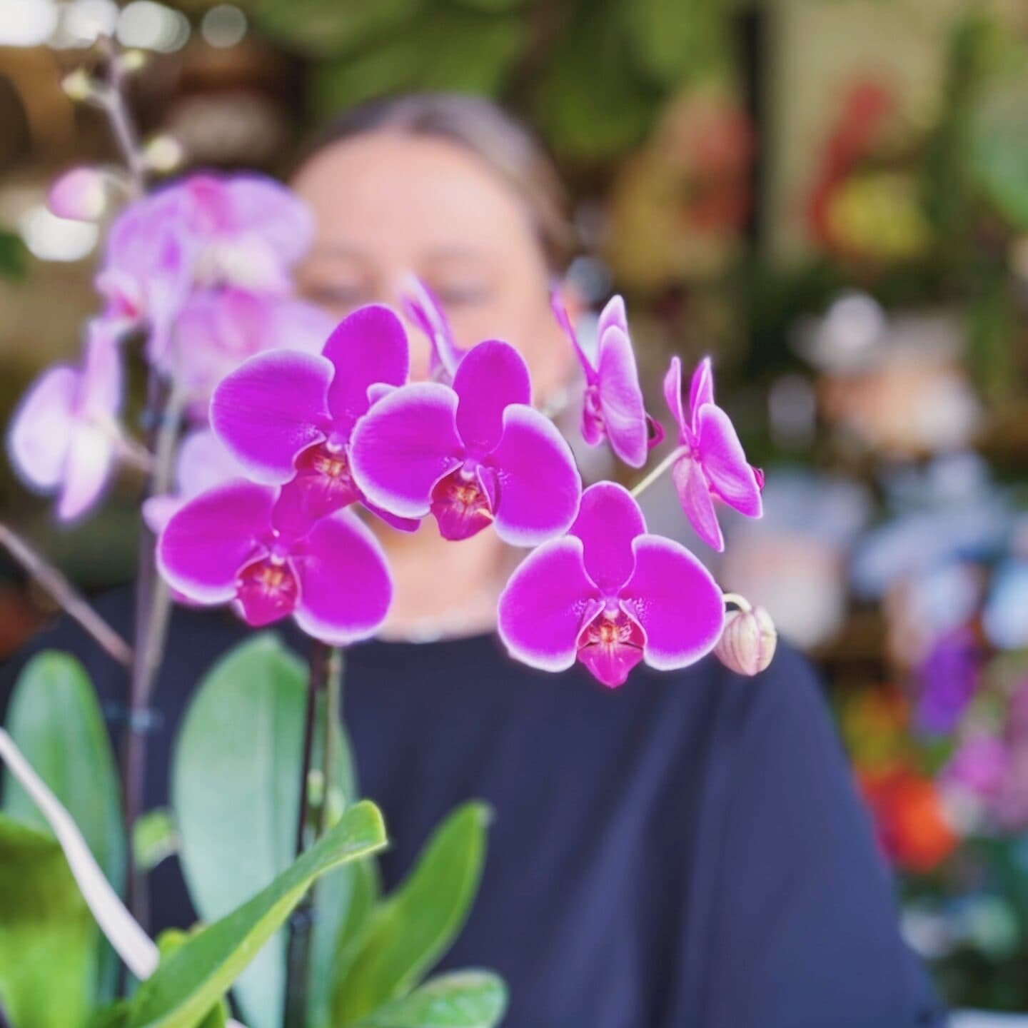 Phalaenopsis Orchid — alternate view