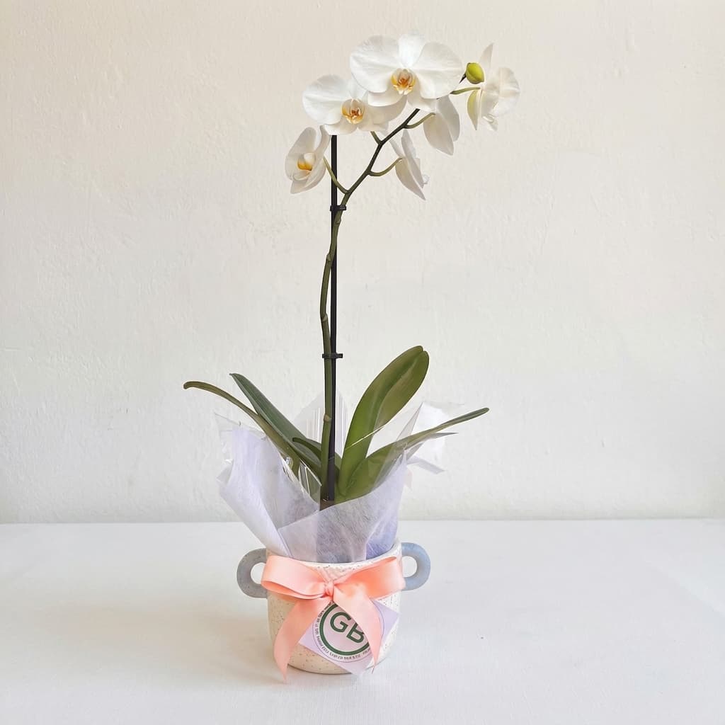 Phalaenopsis Orchid