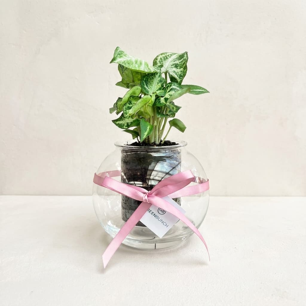 Self Watering Planter