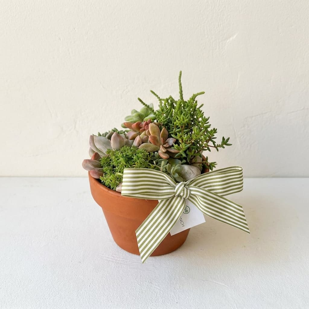 Small Succulent Bowl