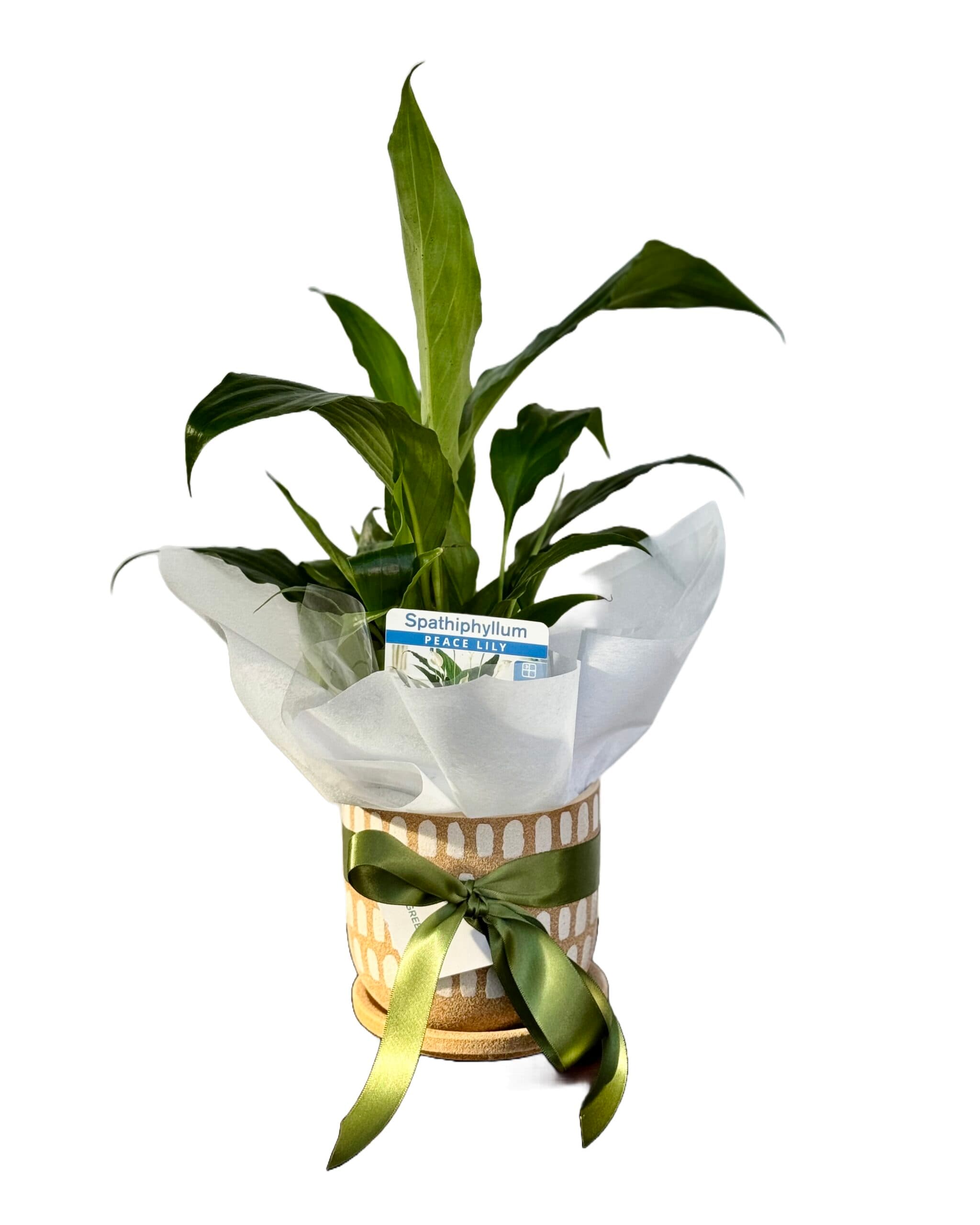 The Petite Peace Lily