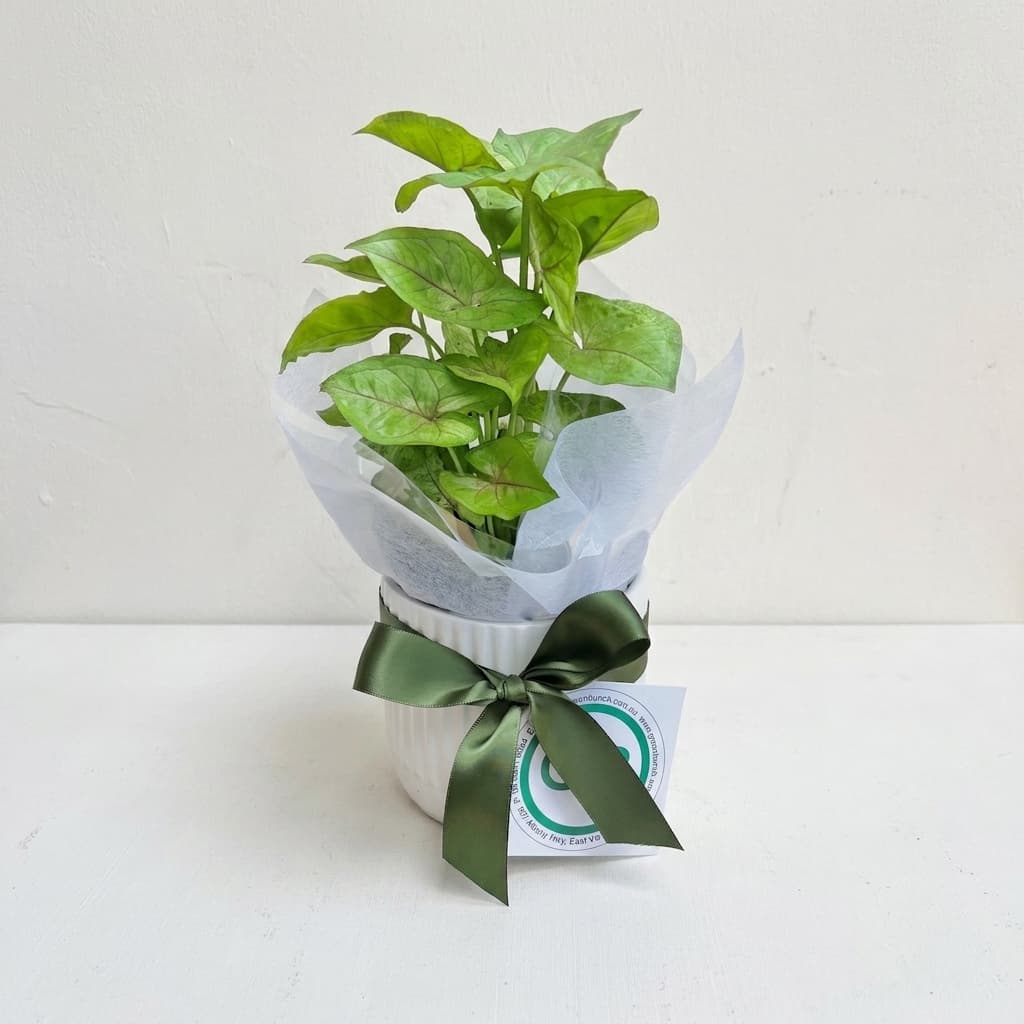 The Petite Syngonium — alternate view