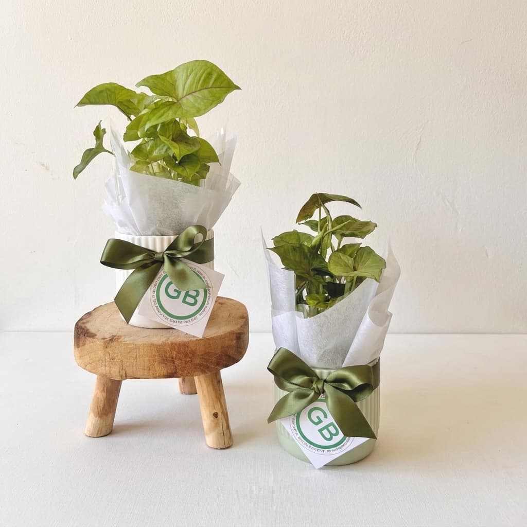 The Petite Syngonium